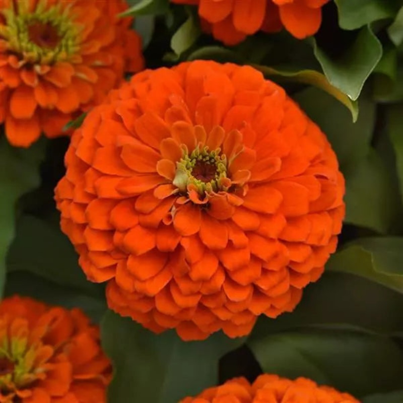 Zinnia Zesty Orange Flower Seeds