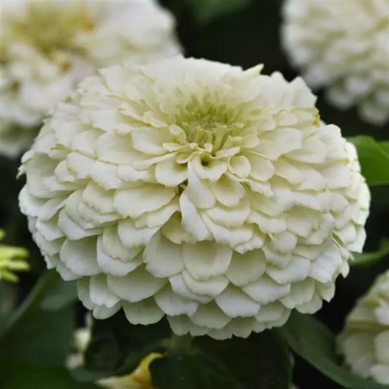 Zinnia Zesty White Flower Seeds