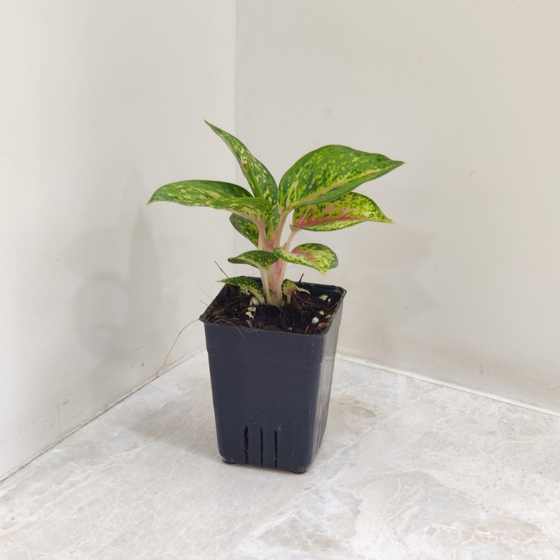 Aglaonema 10 Karat Plant