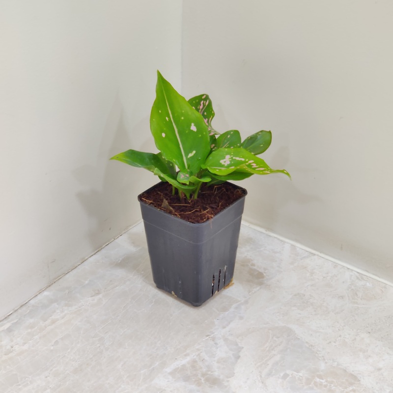 Aglaonema Dalmatian Small  Plant