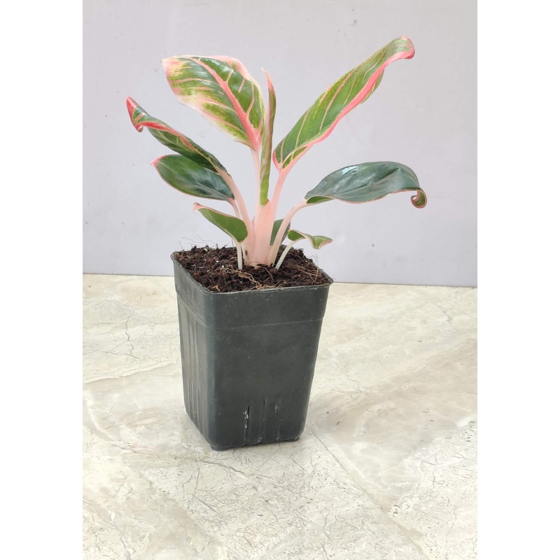 Aglaonema Lotus Delight Plant