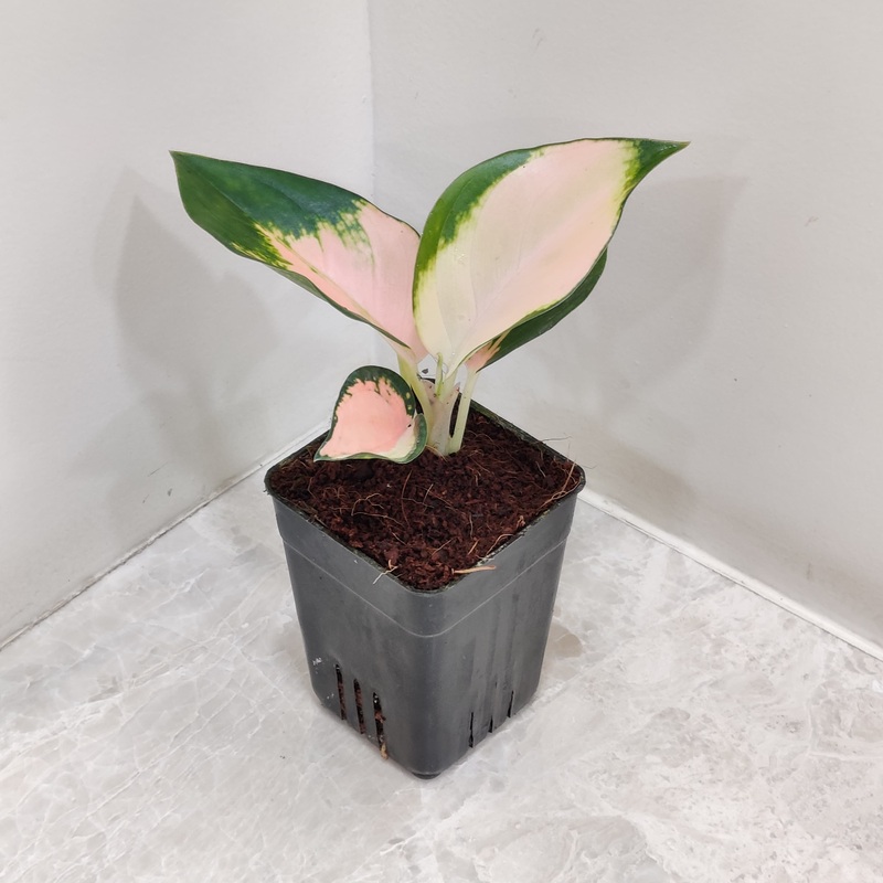 Aglaonema Peach Cochin  Plant