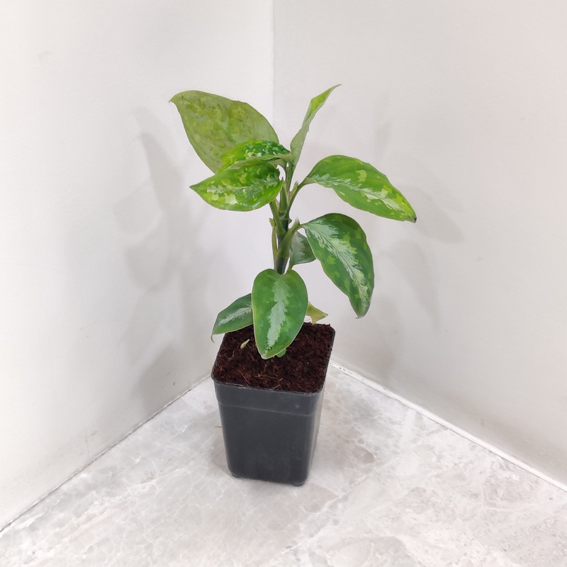 Aglaonema Pictum Tricolor Plant