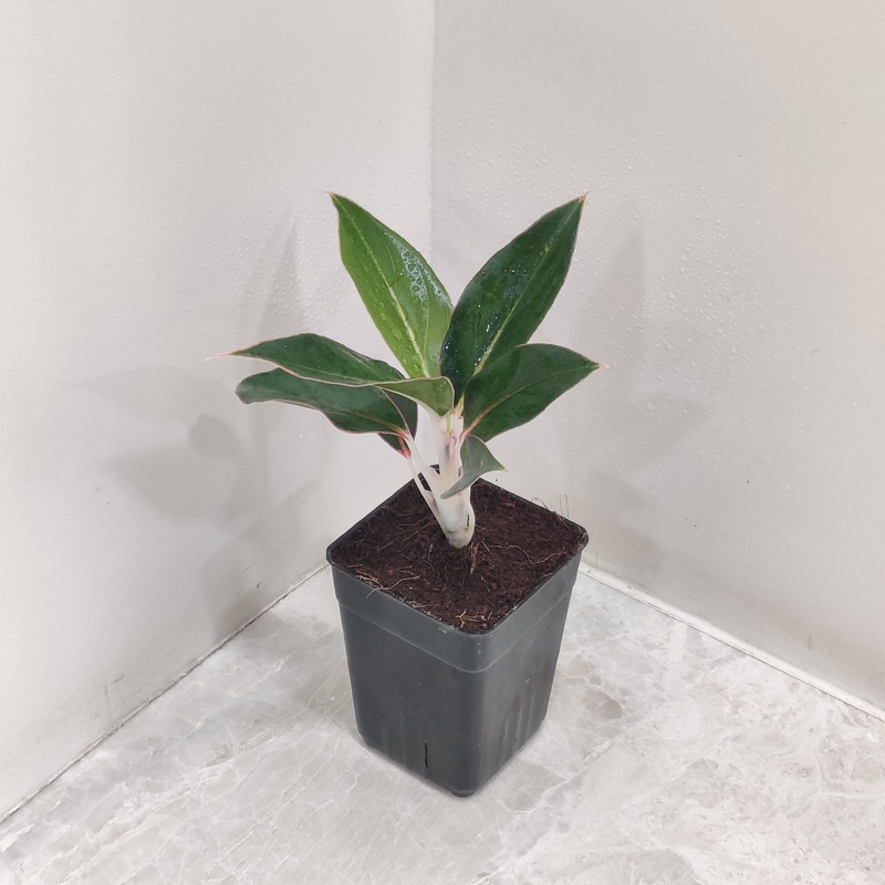 Aglaonema Sapphire Suzanne Plant