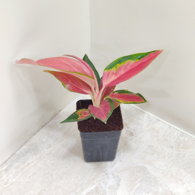 Aglaonema Thailand Red Plant