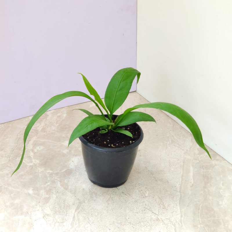 Anthurium Vittari Folium Etheral Plant
