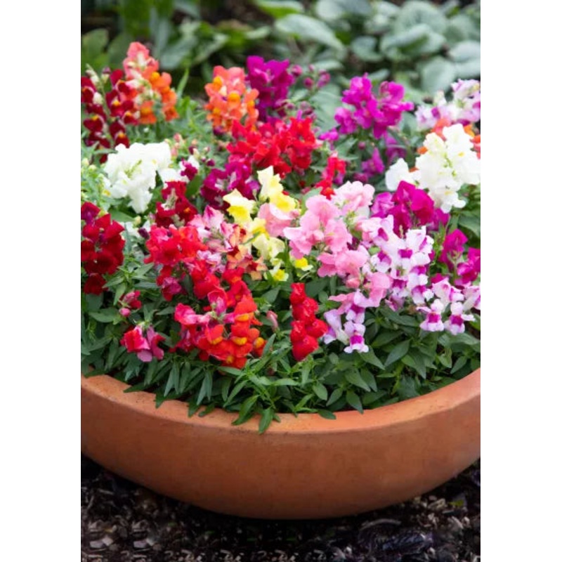 Antirrhinum Crackle & Pop Mix Flower Seeds