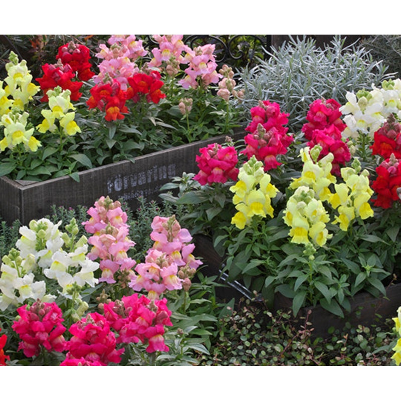 Antirrhinum Statement Formula Mix Seeds
