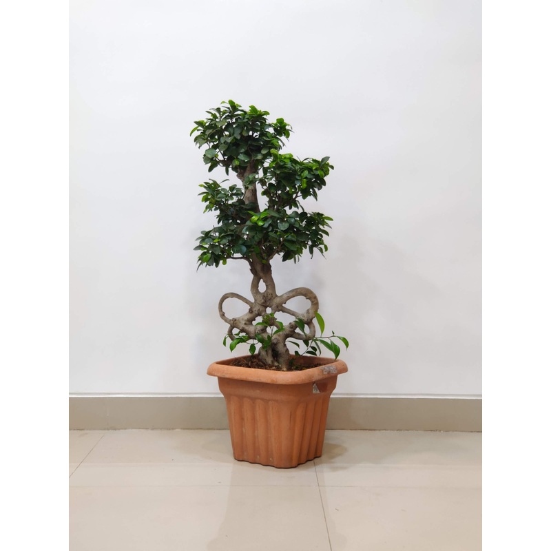 Artistic Ficus Bonsai with Bow-Shaped Trunk  Plant