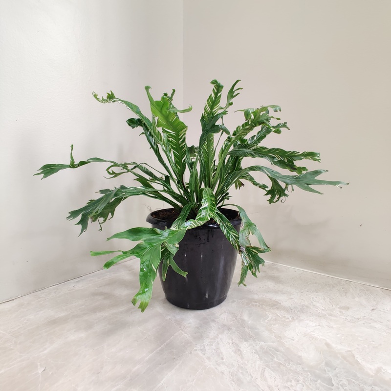 Asplenium nidus Variegated fern – Plant