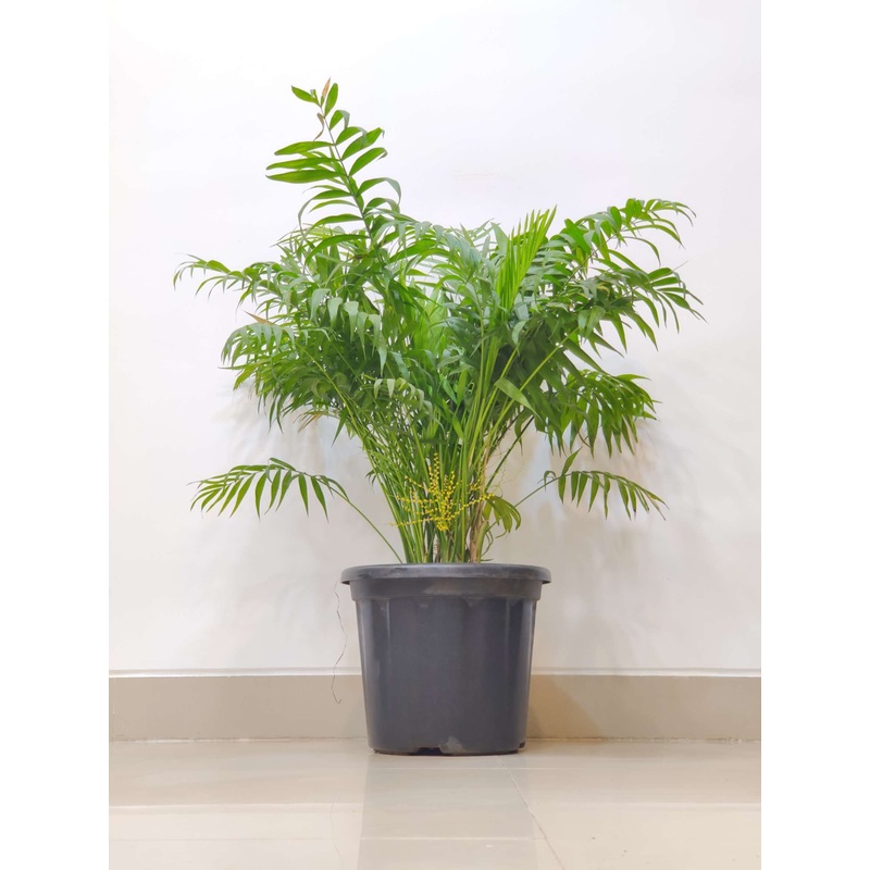 Bamboo Palm Plant