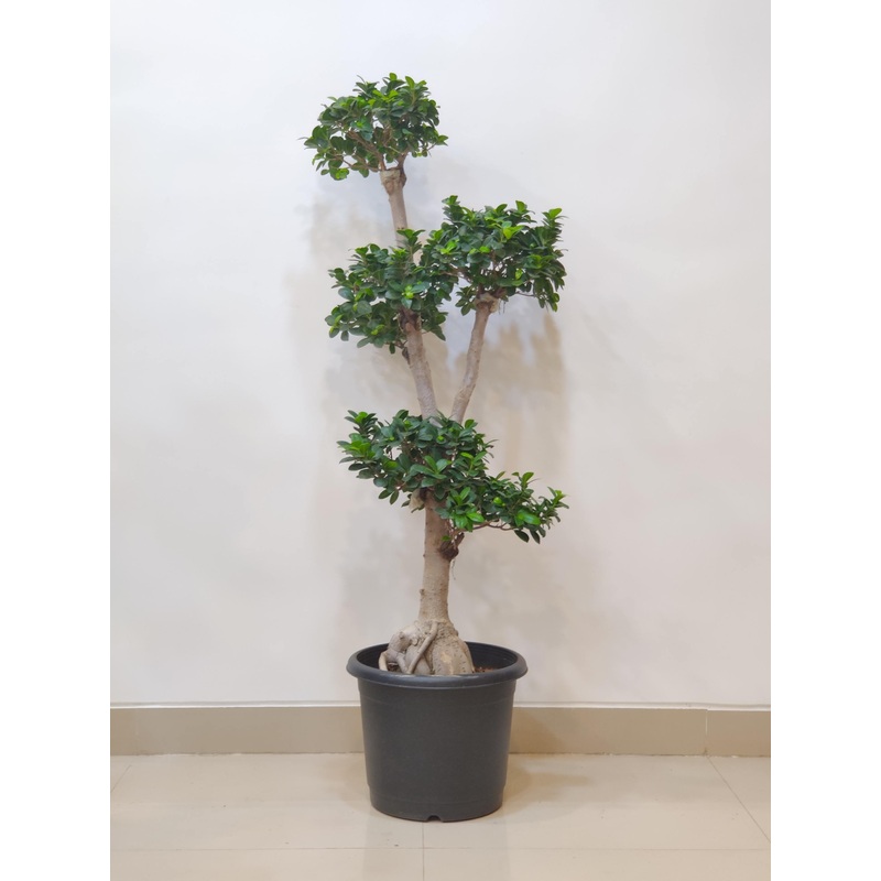 Bonsai Ficus Plant