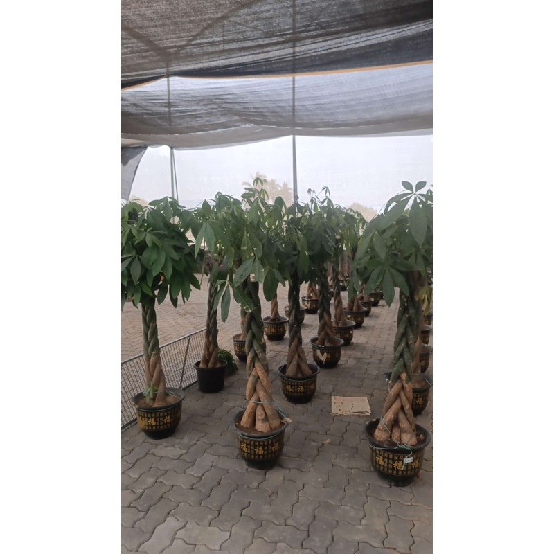 Braided Pachira Aquatica  Indoor Money Tree Plant