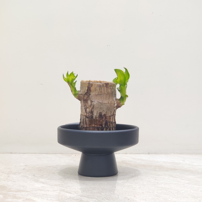 Brazilian Wood Plant
