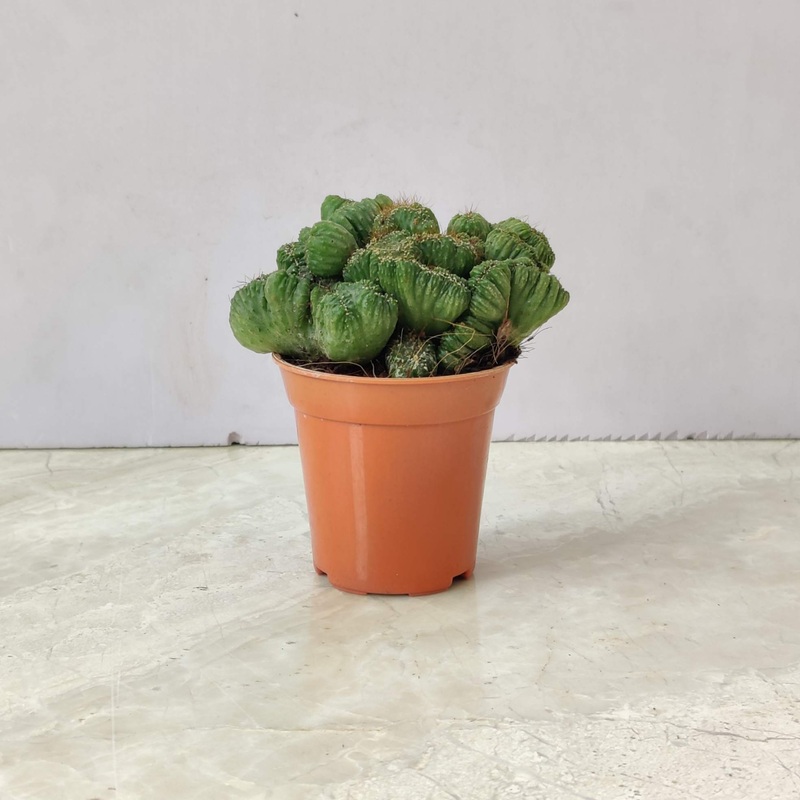 Cereus Forbesii Monstrose Cactus Mini