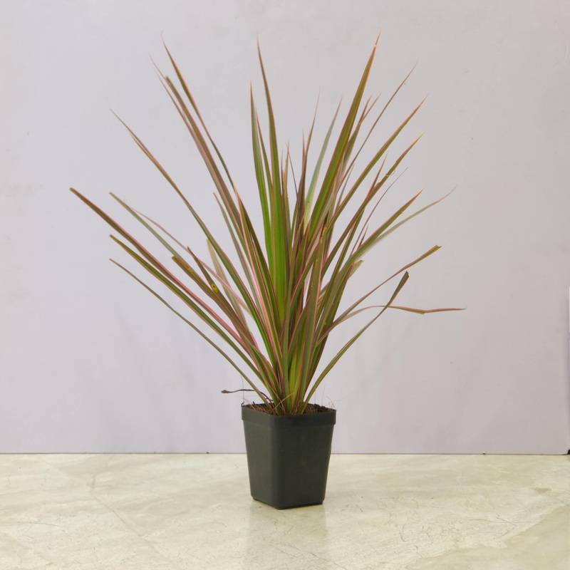 Dracaena Cloroma Red Plant