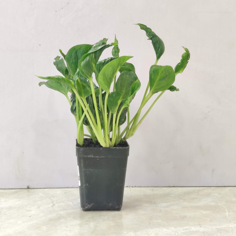 Epipremnum Shangri (Sleeping Pothos) Plant