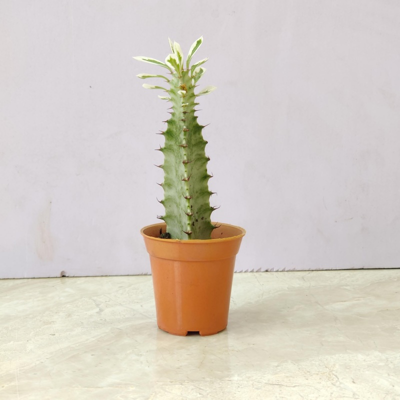 Euphorbia Lactea Cactus
