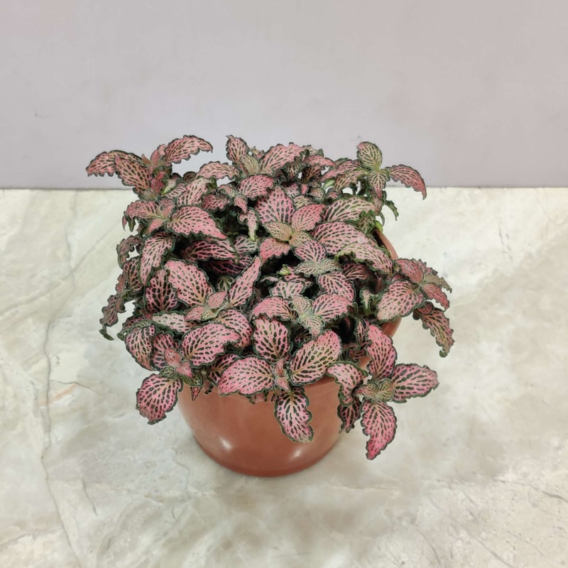 Fittonia Pink Forest Flame Plant
