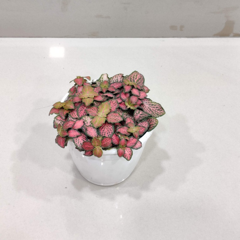 Fittonia Pink Red Plant