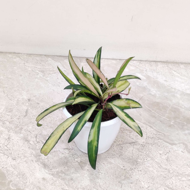 Hoya Wayetii Variegated Plant