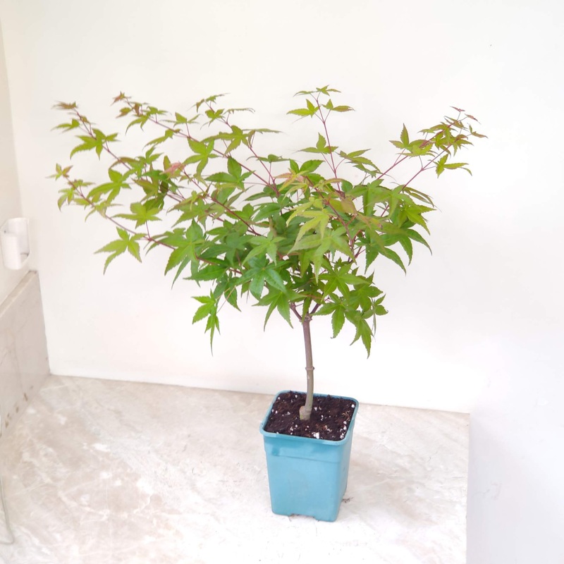 Japanese Maple (Acer Palmatum)  Ornamental Bonsai Tree
