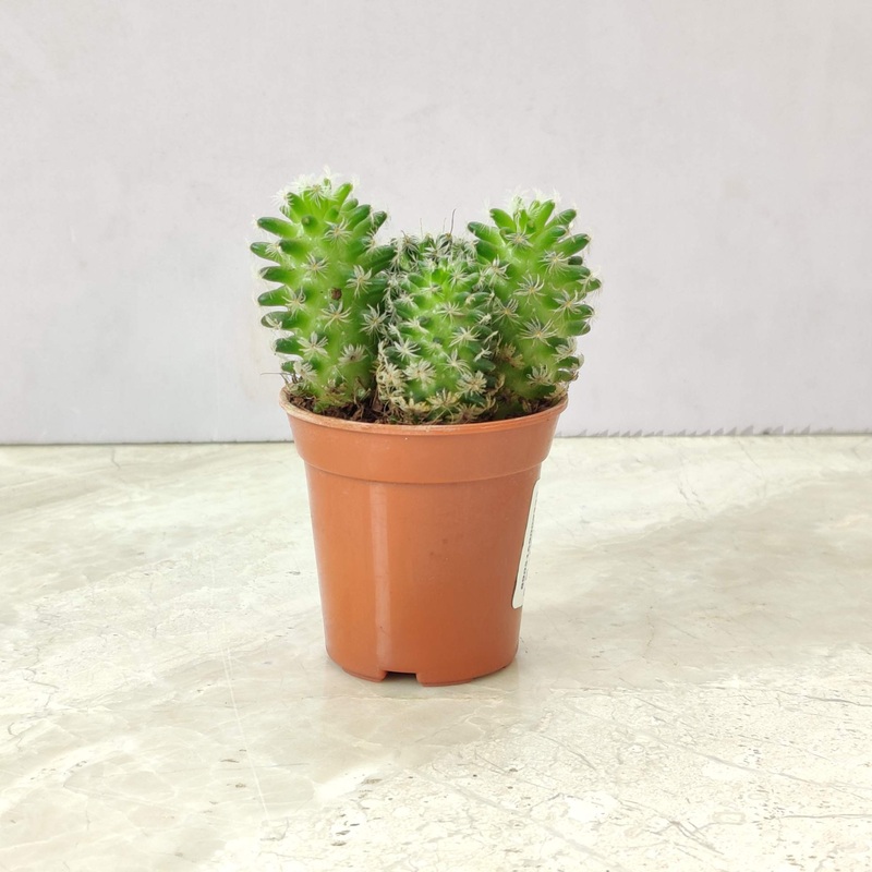 Mammillaria Elongata ‘Copper King’ Cactus Plant