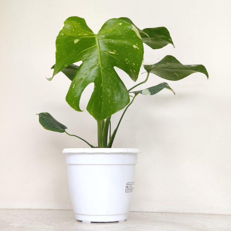Monstera Deliciosa Variegata Plant