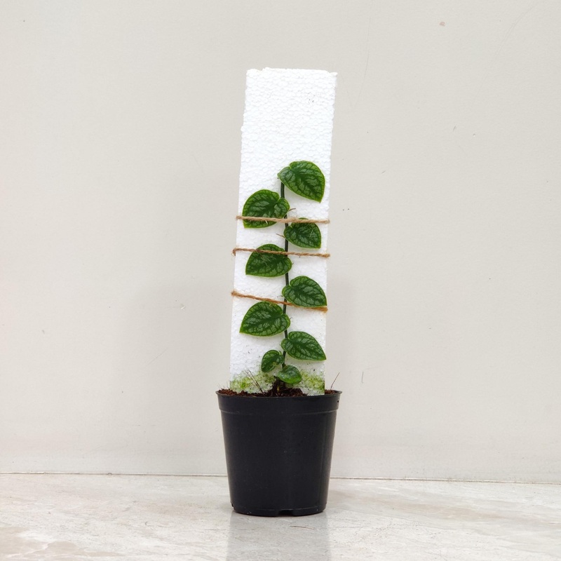 Monstera Dubia Plant