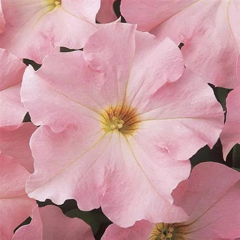Petunia Single Gf. Dreams Appleblossom Flower Seeds