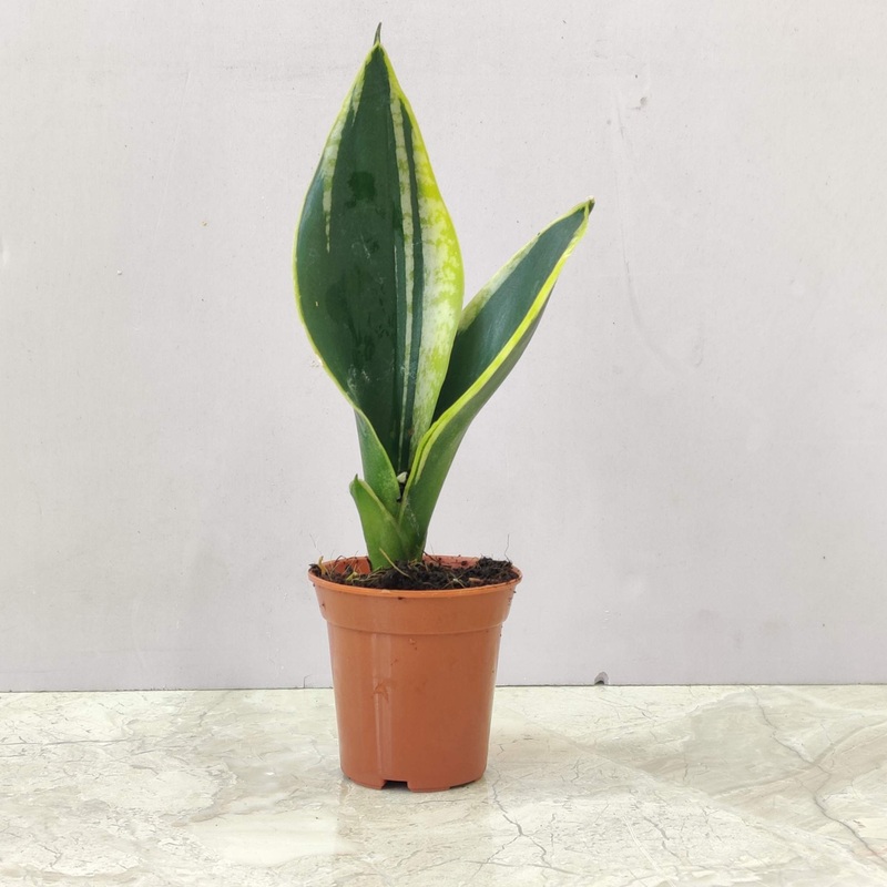 Snake Plant Jade Marginata