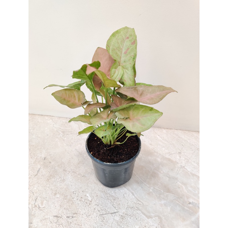 Syngonium Confetii Tricolor Plant