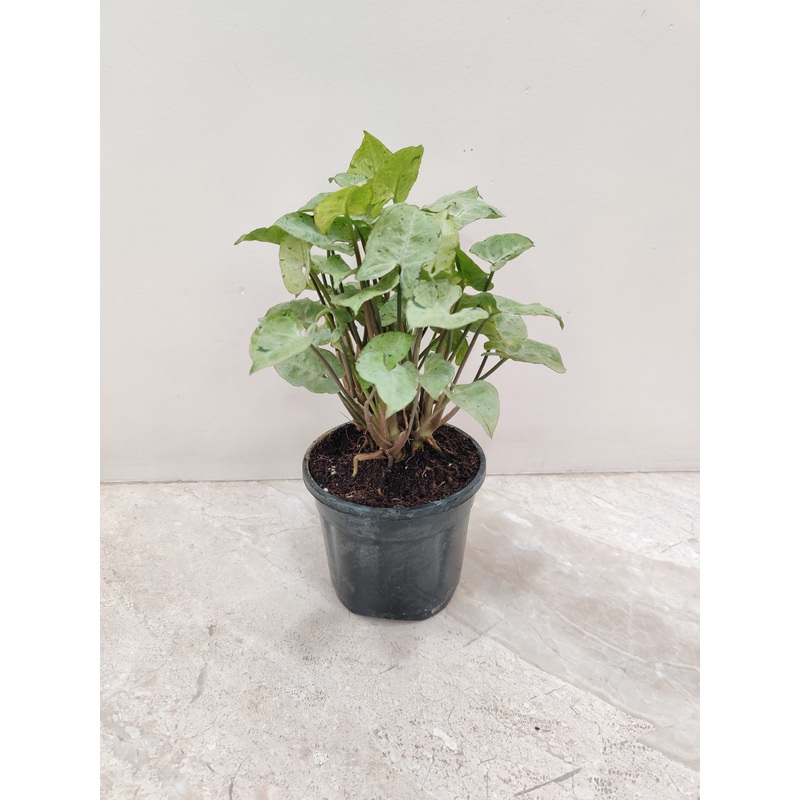 Syngonium Pixie Plant