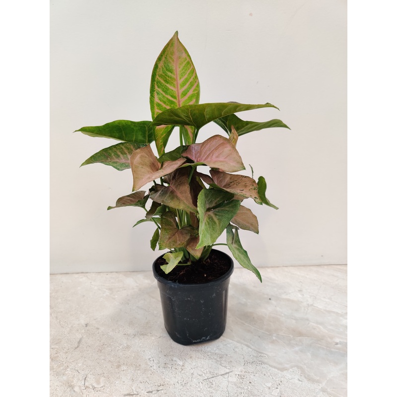 Syngonium Red Plum Plant