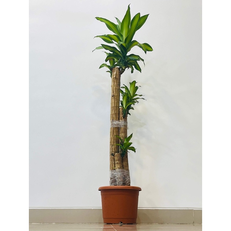 Tall Brazilian Lucky Wood Plant
