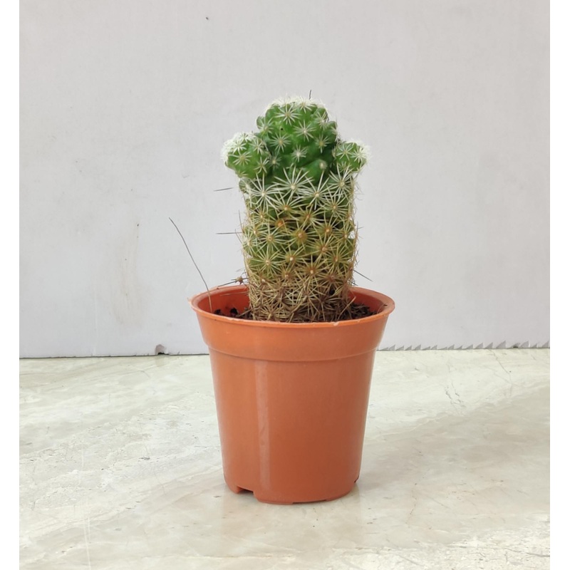Thimble Cactus