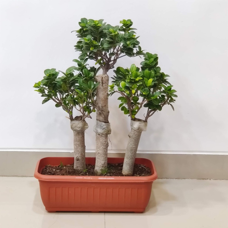 Triple Trunk Ficus Bonsai Plant