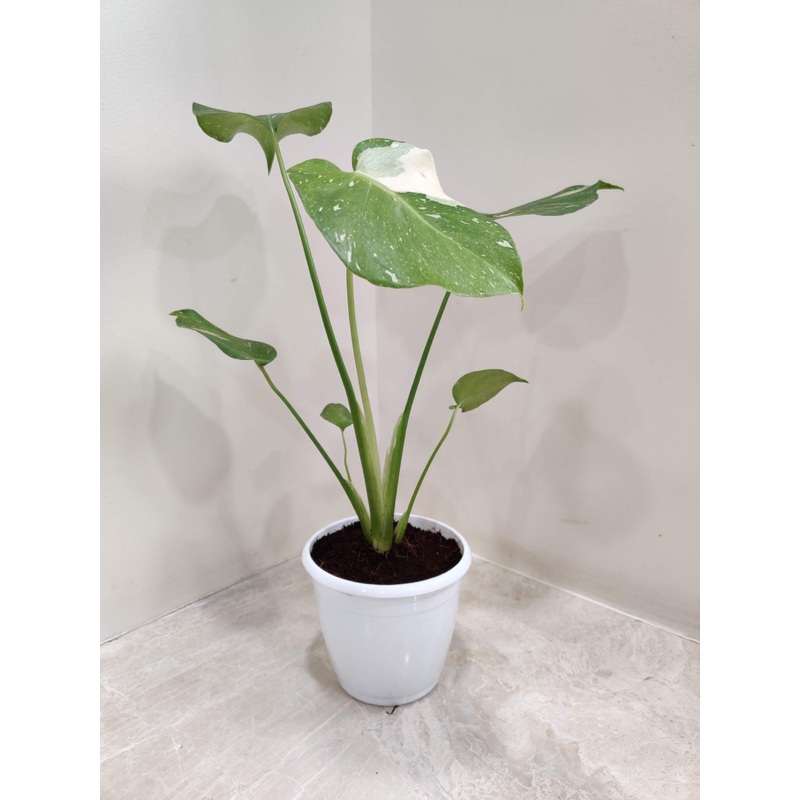 Variegated Monstera Albo Plant