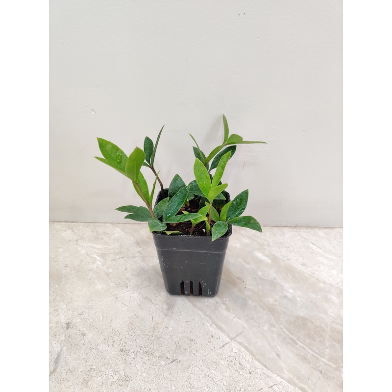 Zamia Zamifolia Zamicro Plant