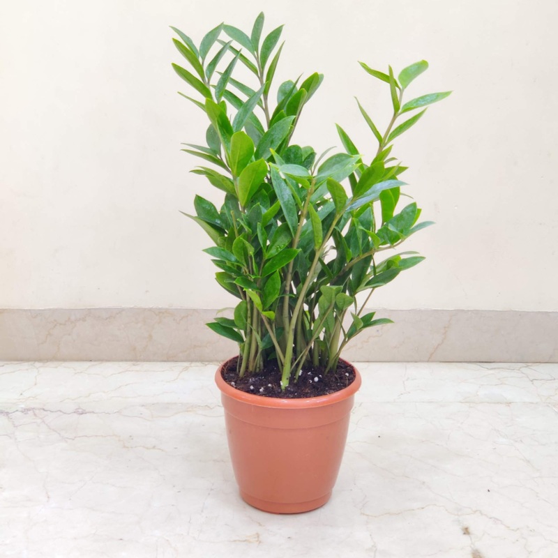 Zamioculcas Zamiifolia Mini (ZZ Plant)